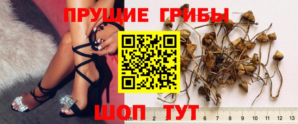 закладки  Вход с VPN  Усть-Джегута  Псилоцибиновые грибы мухоморы 